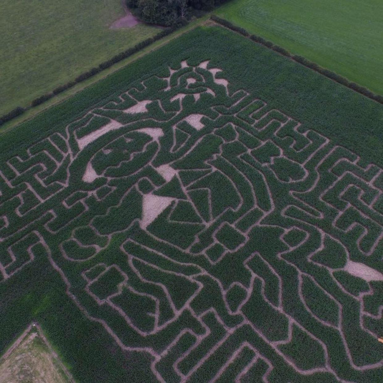 Singleton Maize Maze